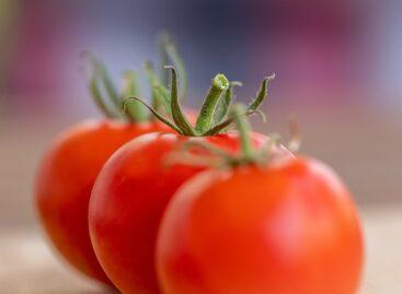 The production volume of industrial tomatoes may increase by 38 percent this year