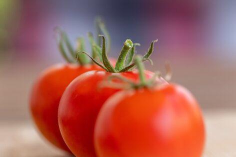The production volume of industrial tomatoes may increase by 38 percent this year