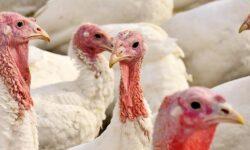#NoBirdFlu: madárinfluenzával kapcsolatos új eszköztár érhető el