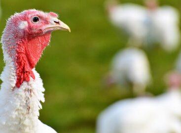Highly pathogenic bird flu has been confirmed in another county