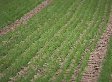 Agrometeorológia: az enyhe időben tovább erősödhettek az őszi vetések