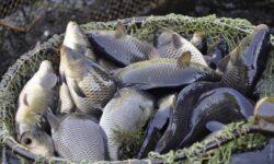 Kétszeres ár, változó kereslet: új pályán a hazai pontypiac