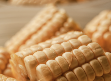 It is not good news that the price of corn is falling