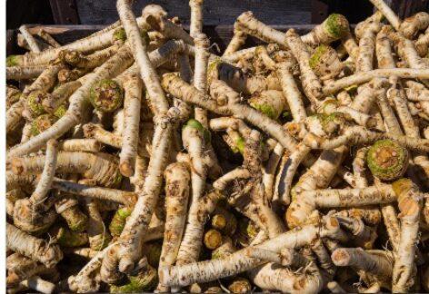 Producer cooperation is also required in horseradish production