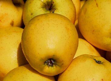 The producer price of Golden apples increased by 24 percent