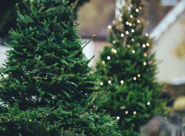 The Christmas tree season started with a minimal price increase