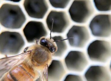 Important deadline for beekeepers