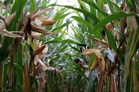 The national corn variety experiment of GOSZ-VSZT-NAK has ended, and the results are available