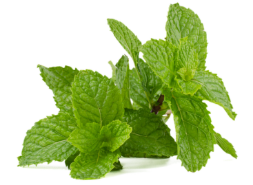 MGyT: peppermint is the herb of the year
