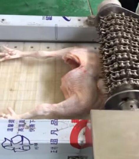 Így készül Kínában a csirkeaprólék – A nap videója