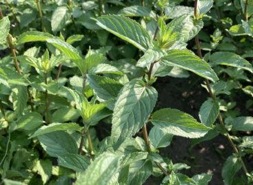 Peppermint – the queen of herbs