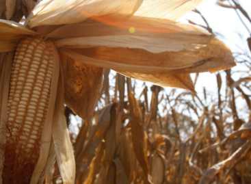 In January, the FAO food price index fell again, led by the prices of wheat and corn