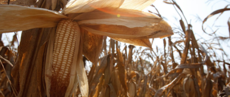 In January, the FAO food price index fell again, led by the prices of wheat and corn