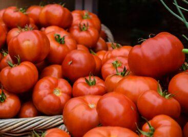Tomatoes have become more expensive