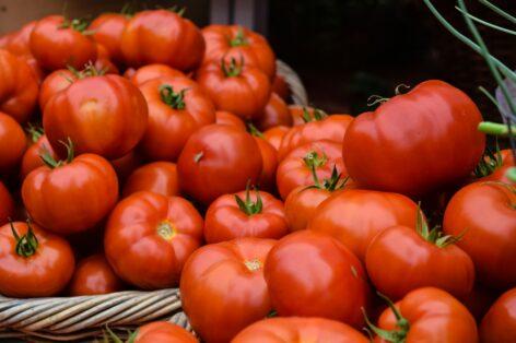Tomatoes have become more expensive