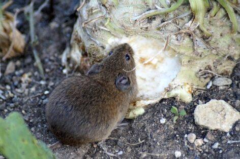 It is worth protecting yourself against field voles now