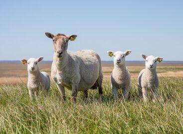 A bárány termelői ára 16–18 százalékkal emelkedett
