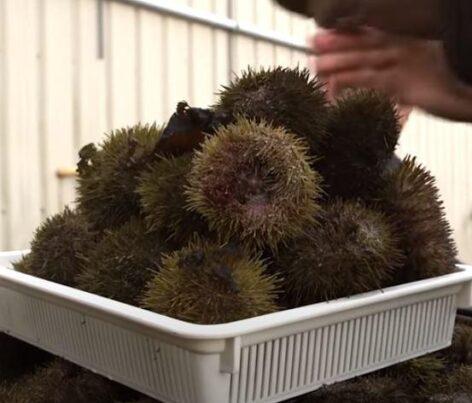 This is how sea urchin is fished – Video of the day