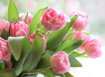 Let’s choose Hungarian-grown ornamental plants for Women’s Day as well!