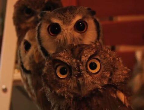 Owl Cafe – Video of the day
