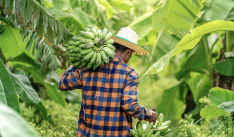 The UN FAO urges more cooperation in the banana sector