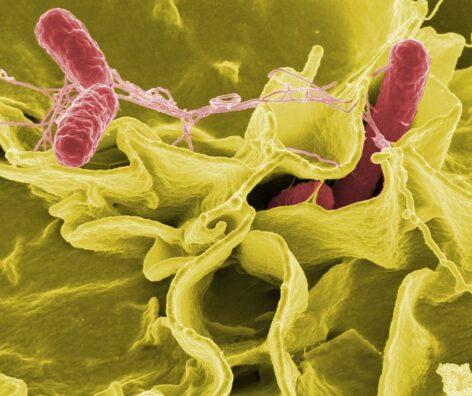The DNA segment responsible for the spread of antibiotic resistance has been identified in Salmonella