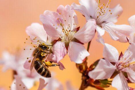 Kroger joins grocers working to protect pollinators