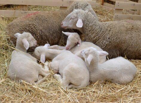 Domestic shepherds are preparing for a busy Easter period