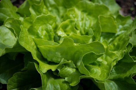 Lettuce exports increased by more than 50 percent in 2023