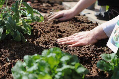 MTT: a priority task is to preserve the productivity of domestic soils