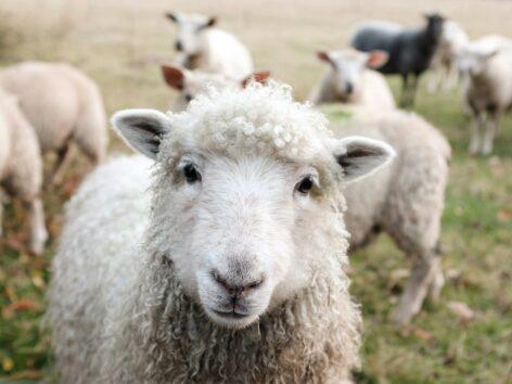 The sheep industry expects a successful Easter period