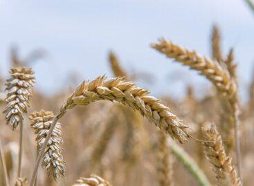 With the exception of the American crop, the world market price of wheat continued to decrease