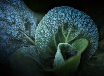 Agrometeorology: the danger of frost has not passed