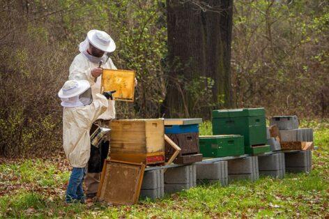 The destructive effect of Chinese honey can only be mitigated with EU instruments