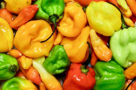 The transitional period of the European pepper season: price and supply changes