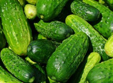 This year will also be cucumber season. In fact, it already is!