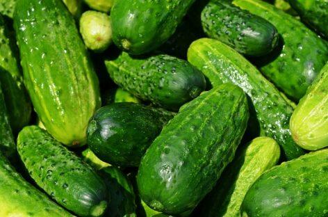 This year will also be cucumber season. In fact, it already is!
