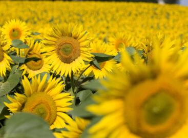 Domestic sunflower cultivation is at the forefront of Europe