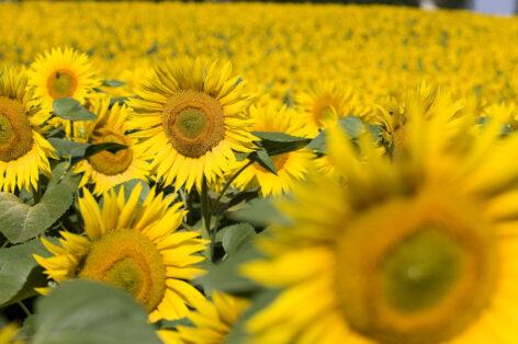 Domestic sunflower cultivation is at the forefront of Europe