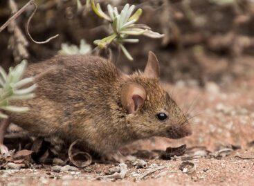 Displacing the voles and the invasive plant is a challenge at the same time