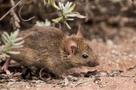 Displacing the voles and the invasive plant is a challenge at the same time
