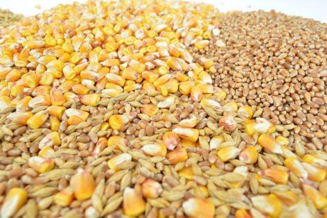 The export volume of wheat and barley increased in 2023