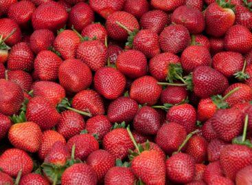 Greece’s strawberry exports reach record numbers this season