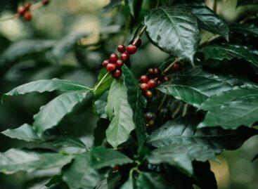 A Kongói Demokratikus Köztársaságban folytatott kávéipari tevékenységébe invesztál a Nestlé