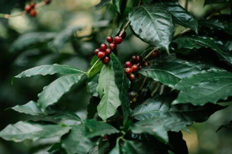 A Kongói Demokratikus Köztársaságban folytatott kávéipari tevékenységébe invesztál a Nestlé