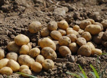 When buying seed potatoes, it is worth choosing only metal-sealed seed tubers