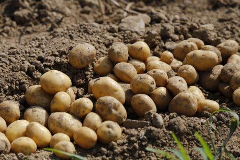 When buying seed potatoes, it is worth choosing only metal-sealed seed tubers