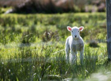 Kedvezően alakult a húsvét, ami a bárányexportot illeti