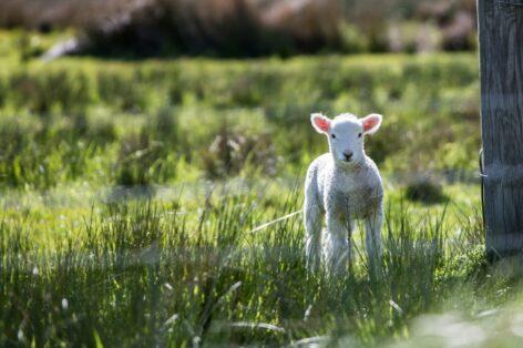 Kedvezően alakult a húsvét, ami a bárányexportot illeti