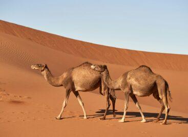 Exotic: camel’s milk may be the new cow’s milk